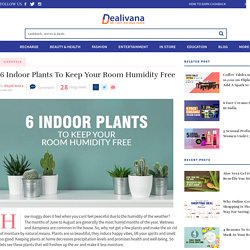 6 Indoor Plants To Keep Your Room Humidity Free
