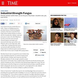 Industrial-Strength Fungus