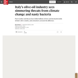 GLOBE AND MAIL 06/11/19 Italy’s olive-oil industry sees simmering threats from climate change and nasty bacteria