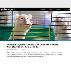 Infamous 'Bystander Effect' Isn't Unique to Humans - New Study Shows Rats Do It, Too