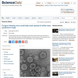 SCIENCE DAILY 23/12/16 Fungus-infecting virus could help track spread of white-nose syndrome in bats