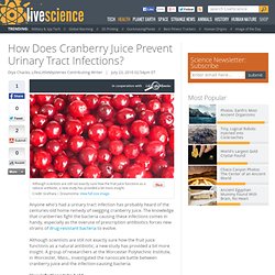 How Does Cranberry Juice Prevent Urinary Tract Infections?