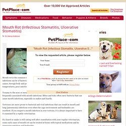 Mouth Rot (Infectious Stomatitis, Ulcerative Stomatitis)