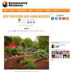 Keep Your Flock Safe: Avian Influenza