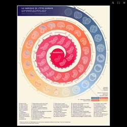 Infographie animée. Neuf mois pour devenir un être humain