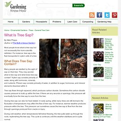 What Is Tree Sap?