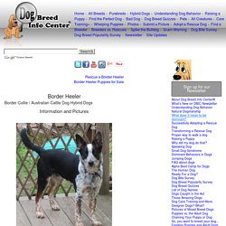 Border Heeler Dog Breed Information and Pictures, Border Collie / Australian Cattle Dog Hybrid Dogs