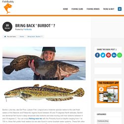 Check Out Information For Burbot Fish