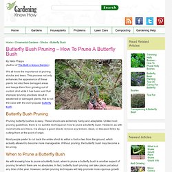 Butterfly Bush Pruning – How To Prune A Butterfly Bush