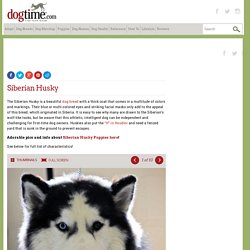 Siberian Husky Dog Breed Information, Pictures, Characteristics & Facts