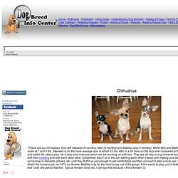 Chihuahua Information and Pictures, Chihuahuas, Taco Bell Dog