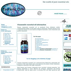 Chamomile oil - information on the origin, source, extraction method, chemical composition, therapeutic properties and uses.