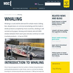 Whaling Information and Whale Hunting Facts - WDC, Whale and Dolphin Conservation