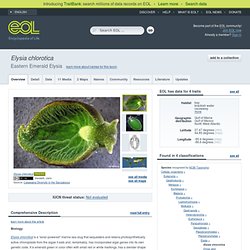Eastern Emerald Elysia - Elysia chlorotica - Overview
