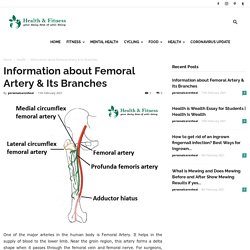 Information about Femoral Artery & Its Branches