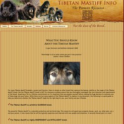 Tibetan Mastiff Information, Tibetan Mastiffs, Tibetan Mastiff Breeders,Tibetan Mastiff Puppies, Tibetan Mastiff Pictures, Photos, Tibetan Mastiff Info.com