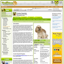 Cocker Spaniel Breed Information & Pictures (American Cocker Spaniel)