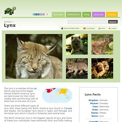 Lynx (Felis Lynx)