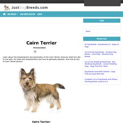 Cairn Terrier Information, Facts, Pictures, Training and Grooming