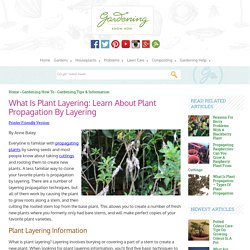 Plant Layering Information – What Plants Can Be Propagated By Layering