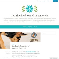 Feeding Information of German Shepherd – Top Shepherd Kennel in Temecula