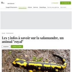 Les 5 infos à savoir sur la salamandre, un animal "royal"