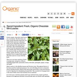Secret Ingredient: Fresh, Organic Chocolate Mint Leaves