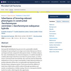 Inheritance of brewing-relevant phenotypes in constructed Saccharomyces cerevisiae  ×  Saccharomyces eubayanus hybrids