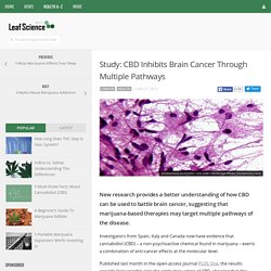 Study: CBD Inhibits Brain Cancer Through Multiple Pathways