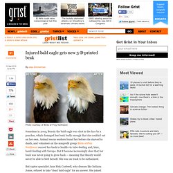 Injured bald eagle gets new 3-D printed beak