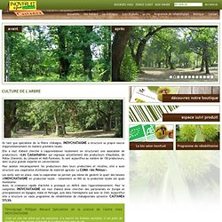 Inovchataigne - Châtaignes et marrons du Périgord - Culture de l'arbre