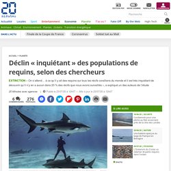 Déclin « inquiétant » des populations de requins, selon des chercheurs Le 23 juillet 2020