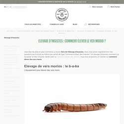 Elevage d'insectes : comment élever le ver morio ? - InsectesComestibles.fr