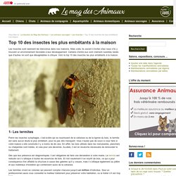 Top 10 des insectes les plus embêtants à la maison