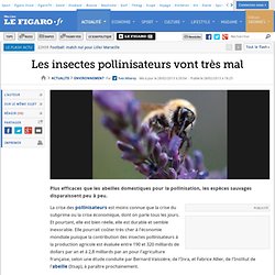 Les insectes pollinisateurs vont très mal