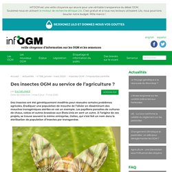 INFOGM 11/05/20 Des insectes OGM au service de l’agriculture ?