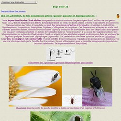 INSECTES14ter-32