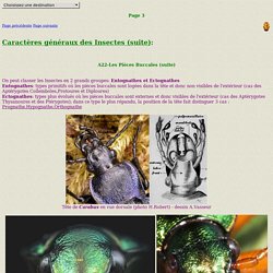 INSECTES3