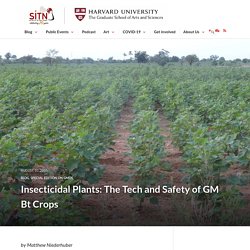 Insecticidal Plants: The Tech and Safety of GM Bt Crops - Science in the News