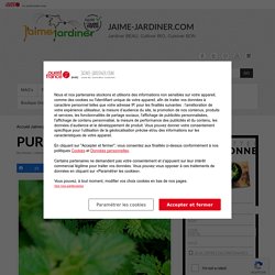 PURIN D'ORTIE : engrais, insecticide, antifongique... jaime-jardiner.com