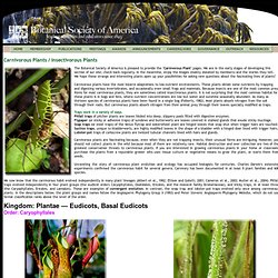 Carnivorous and Insectivorous Plants Online, Dionaea (Venus Flytrap), Nepenthes (Monkey Cup), Drosera (Sundew), Aldrovanda (Waterwheel), Cephalotus, Pinguicula, Sarracenia, Brocchinia, Byblis, Catopsis, Darlingtonia, and many others - Botanical Society of