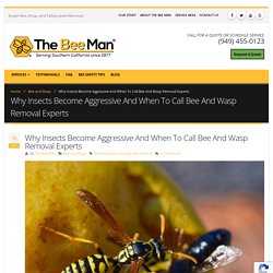 Why Insects Become Aggressive And When To Call Bee And Wasp Removal Experts