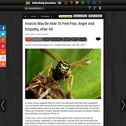Insects May Be Able To Feel Fear, Anger And Empathy, After All