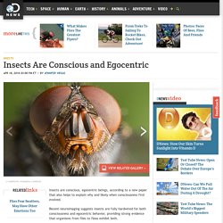 Insects Are Conscious and Egocentric