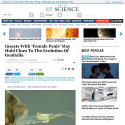 Insects With 'Female Penis' May Hold Clues To The Evolution Of Genitalia