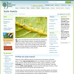 Scale insects / RHS Gardening Advice