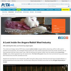 A Look Inside the Angora Rabbit Fur Industry