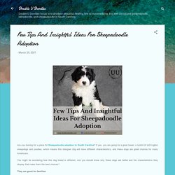 Few Tips And Insightful Ideas For Sheepadoodle Adoption