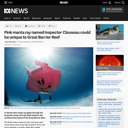 Pink manta ray named Inspector Clouseau could be unique to Great Barrier Reef