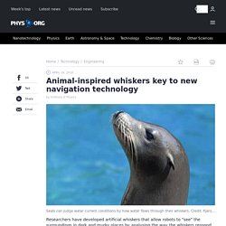 Animal-inspired whiskers key to new navigation technology